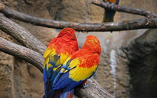 two red-yellow-and-blue parrots